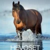Best Seinakalenteri 2024 Hevoset Kalenterit
