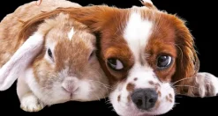 Discount Seinakalenteri Forget-Me-Not-Wall Kalenterit